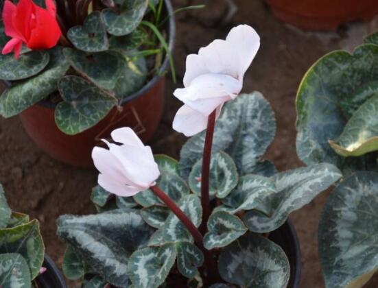 仙客來休眠多長時間，不同環(huán)境不同休眠期(夏季)