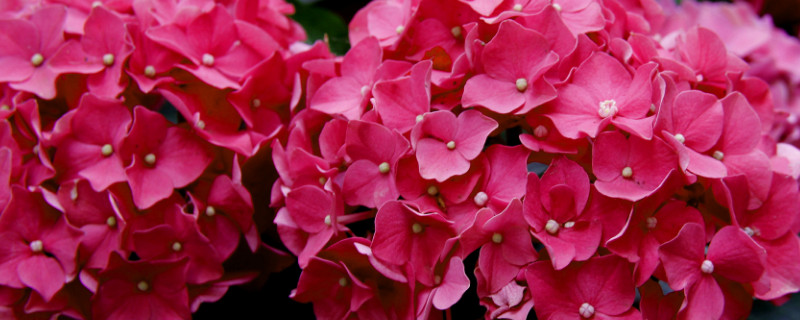 繡球?yàn)槭裁床婚L(zhǎng)花苞