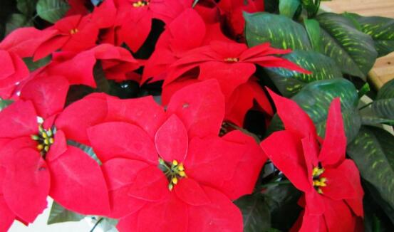 一品紅冬季怎么養(yǎng)，做好五個要點便可安然過冬