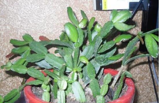 曇花扦插方法圖解，擇兩年生20-30厘米插蕙、扦插土壤深度1/3