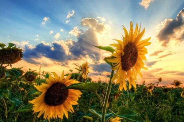 向日葵移栽注意事項(xiàng)