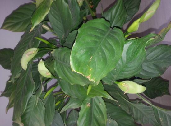 萬年青根發(fā)爛什么原因，萬年青爛根怎么辦