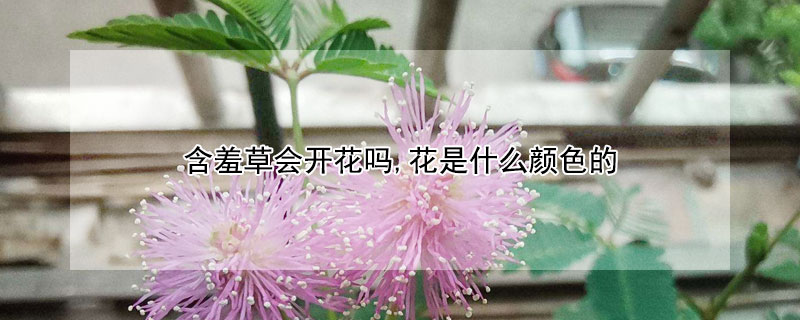 含羞草會(huì)開(kāi)花嗎,花是什么顏色的