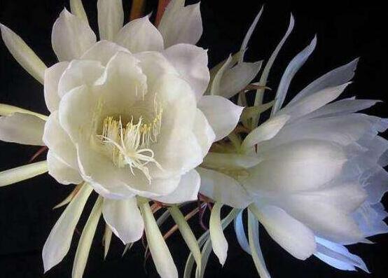 曇花多長(zhǎng)時(shí)間澆水，只需要保證盆土微濕潤(rùn)環(huán)境即可