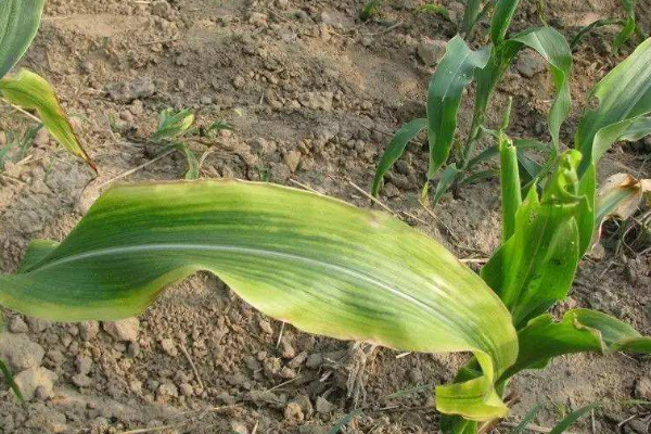 玉米苗發(fā)黃不長(zhǎng)怎么回事