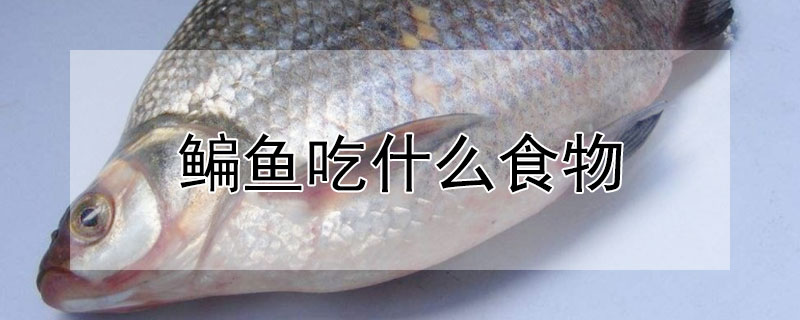 鳊魚(yú)吃什么食物