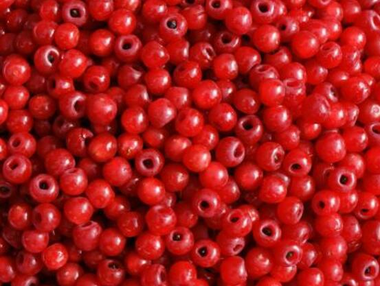 紅豆杉能在室內(nèi)養(yǎng)嗎，美化家居環(huán)境、凈化空氣