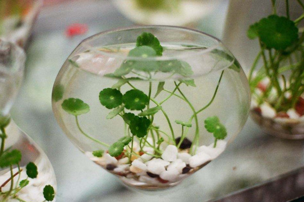 水培銅錢草的養(yǎng)殖方法和注意事項(xiàng)，確保水質(zhì)干凈清潔