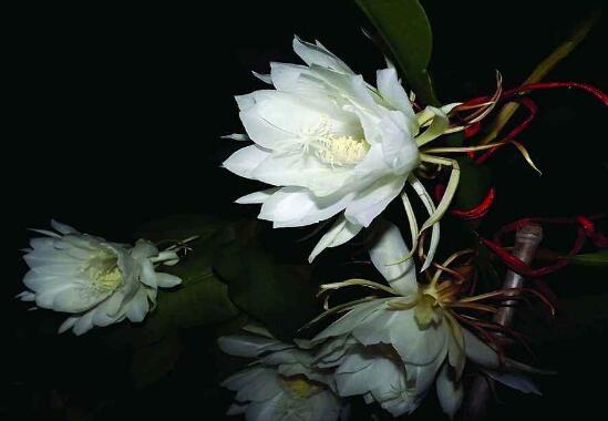 曇花的養(yǎng)殖方法和注意事項，老農(nóng)總結(jié)七大最實用養(yǎng)殖方法