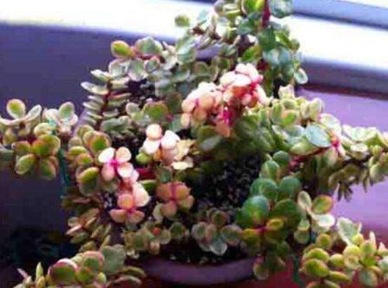 雅樂之舞怎么養(yǎng)出粉色，盆土合理/肥水結合/光照溫度適當