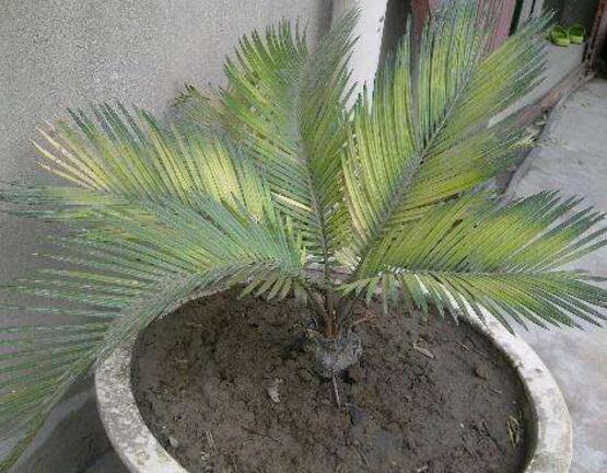 鐵樹葉子發(fā)黃怎么辦，鐵樹葉子發(fā)黃解決辦法