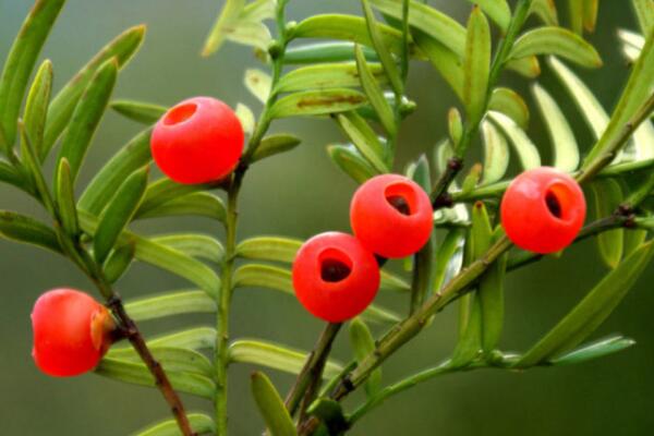 紅豆杉公母有什么區(qū)別，四大不同來(lái)區(qū)分