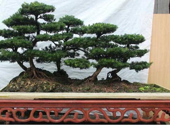 為什么羅漢松慢慢枯萎，做好澆水/保持溫度光照