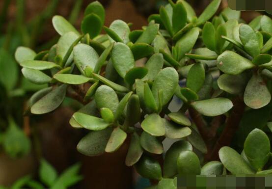 燕子掌和玉樹(shù)哪個(gè)有毒，玉樹(shù)汁液有毒/燕子掌無(wú)毒現(xiàn)象