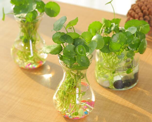 銅錢草怎么剪枝水培，剪成一根勤換水