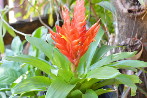 鴻運當(dāng)頭冬天怎么養(yǎng)護