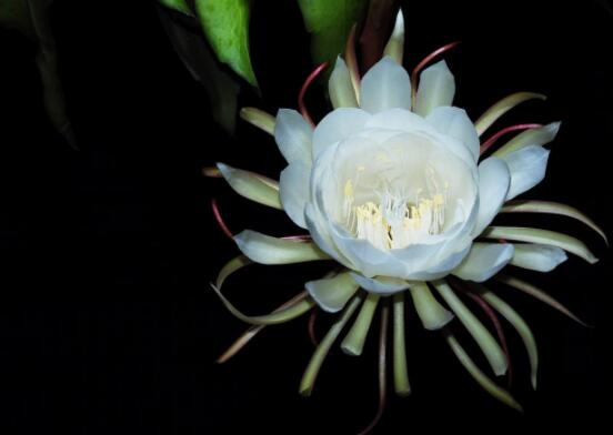 曇花怎么養(yǎng)，注意盆土是關(guān)鍵/肥水要合理