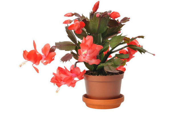 蟹爪蘭秋季開花后怎么養(yǎng)護(hù)