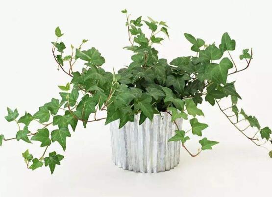 小葉常春藤的養(yǎng)殖方法，教你八個簡單易學(xué)基本方法