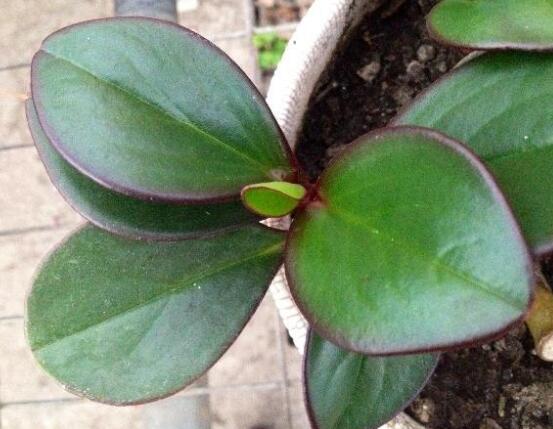 紫邊碧玉的作用以及花語，凈化空氣、活血止痛、跌打損傷