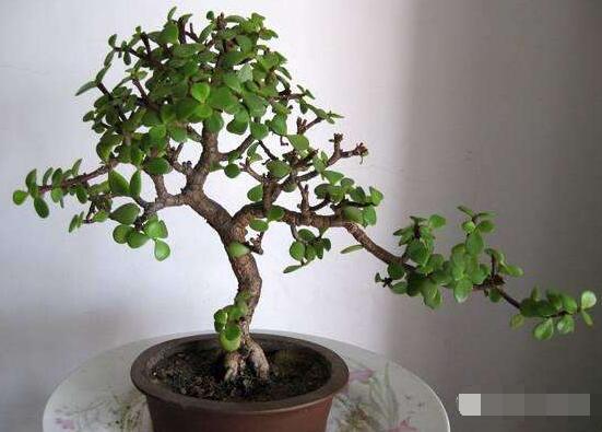 玉樹冬天怎么養(yǎng)，教你六個(gè)方法安然過(guò)冬