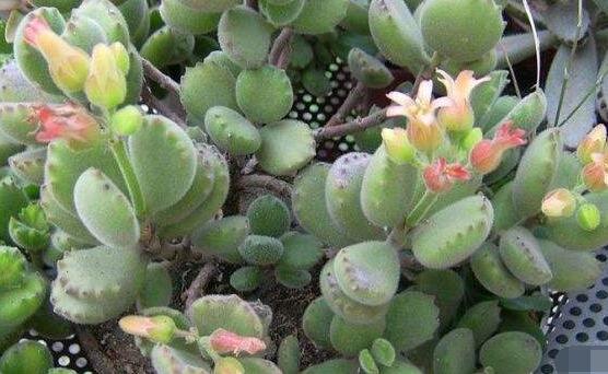 熊童子怎么度夏，做好遮陰通風(fēng)、保持微濕潤(rùn)環(huán)境