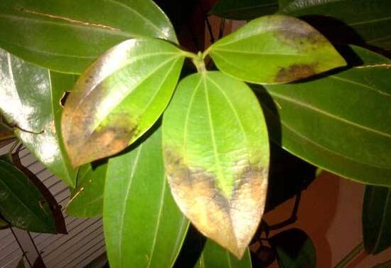 平安樹葉子發(fā)黃怎么辦，教你五個步驟來挽救