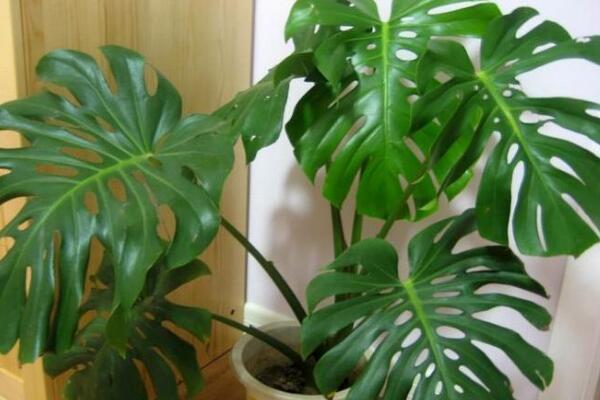 龜背竹什么時(shí)候開(kāi)背，種植半年到一年時(shí)間自然開(kāi)背