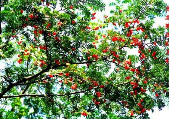 紅豆杉干枯后急救方法，教你四種方法輕松解決