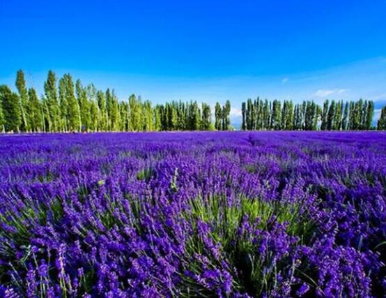 薰衣草有什么功效，舒緩修護、改善心肌、安撫神經(jīng)