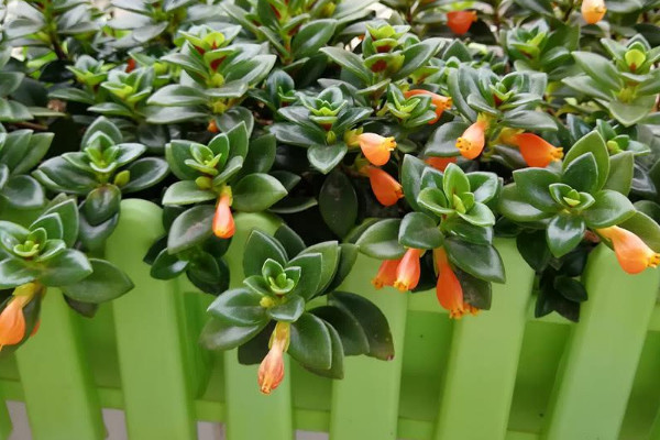 金魚(yú)吊蘭葉子有黃斑怎么辦