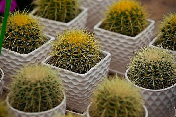 仙人球怎么種植，仙人掌種植經(jīng)驗分享