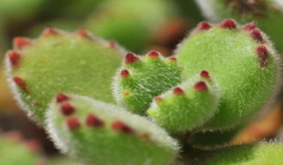 熊童子怎么養(yǎng)出紅爪子，保持足夠光照/做好澆水施肥