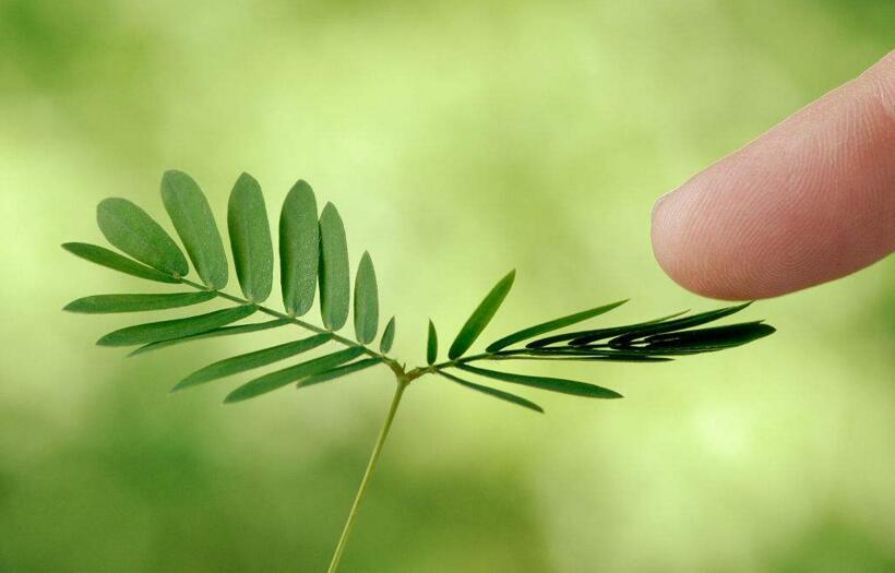 含羞草夏天能播種嗎，不能種/只能在春秋兩季栽種