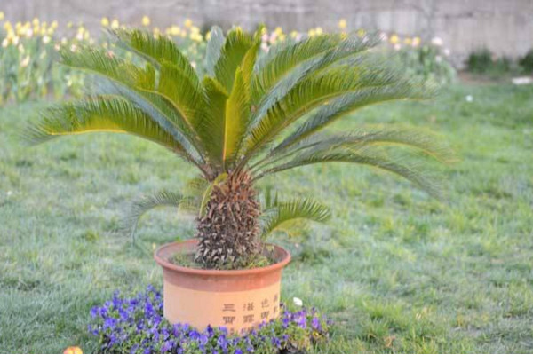 鐵樹施什么肥最好，施一些稀薄的復(fù)合液肥即可