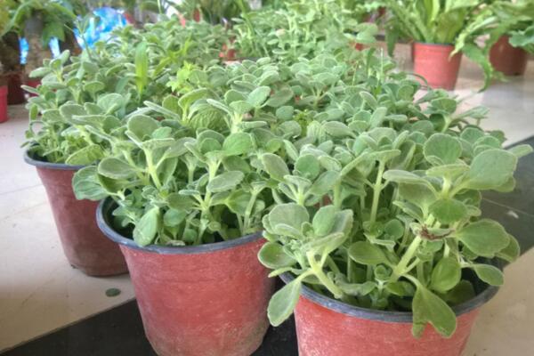 碰碰香葉子發(fā)黃脫落，導(dǎo)致葉子發(fā)黃的4種原因