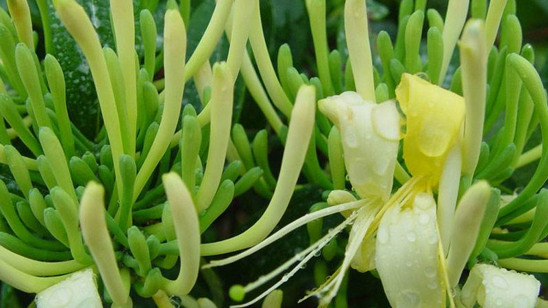 金銀花的種類(lèi)有哪些