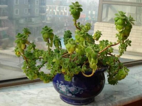 碰碰香有毒嗎，碰碰香一碰就芳香怡人