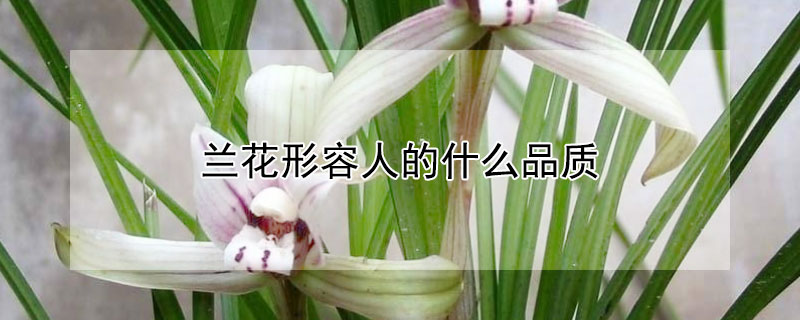 蘭花形容人的什么品質(zhì)