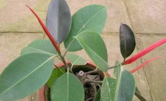 橡皮樹掉葉子還會長嗎，只要不死就會繼續(xù)生長(做好養(yǎng)護(hù)管理)