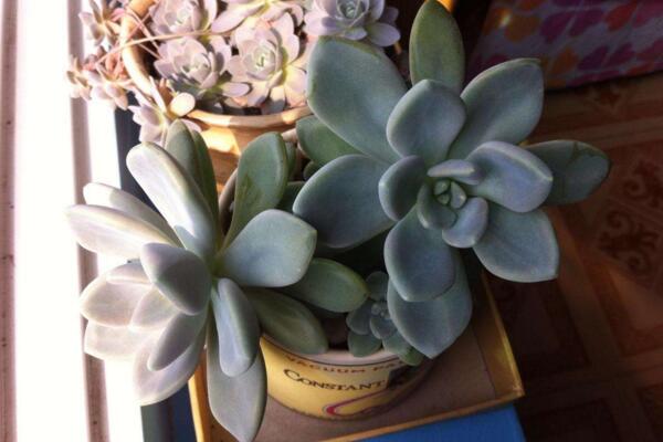 寶石花的花語(yǔ)及傳說(shuō)，代表著富貴、永恒