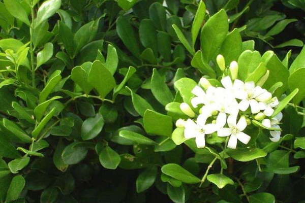 九里香春天會(huì)發(fā)芽嗎