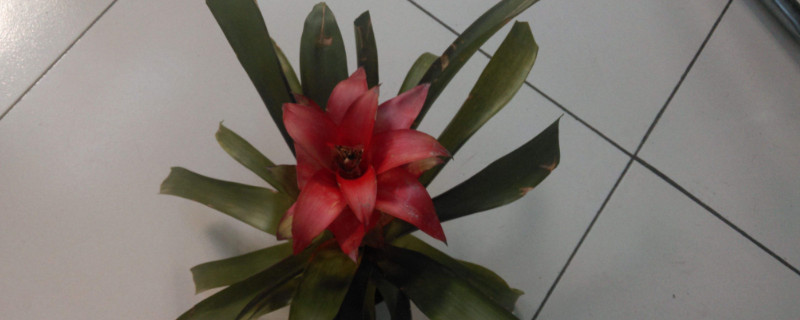 鴻運(yùn)當(dāng)頭又叫什么花