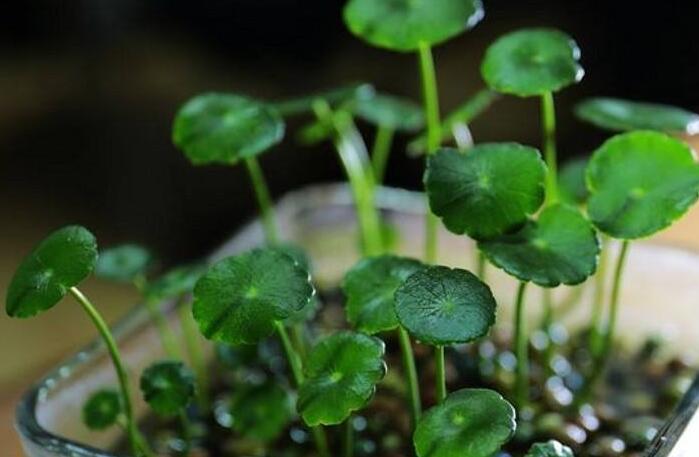銅錢草怎么種，4個養(yǎng)殖方面要注意