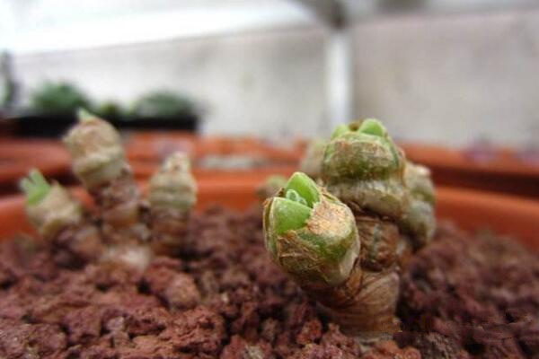 碧光環(huán)怎么種植，4步即可完成碧光環(huán)的種植