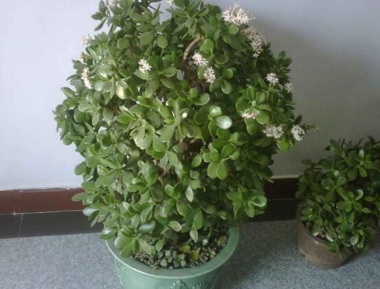 玉樹(shù)葉子發(fā)軟怎么辦，三種原因以及解決辦法