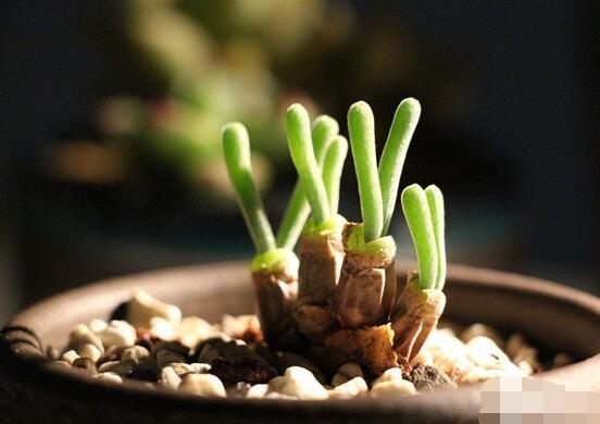 碧光環(huán)多肉怎么養(yǎng)，注意土壤透氣性、控水控溫度