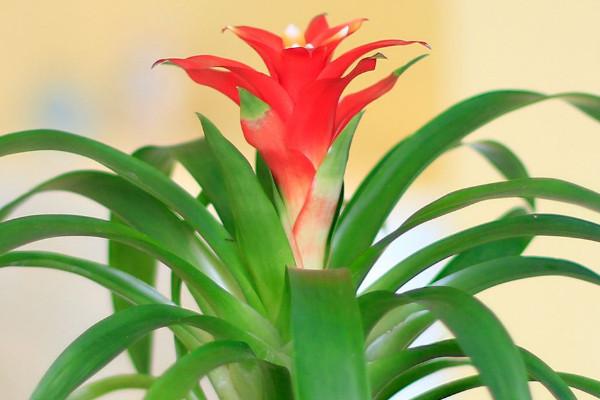 鴻運當頭春天可以發(fā)芽嗎