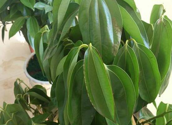 平安樹(shù)葉子耷拉怎么辦，三種原因以及解決辦法