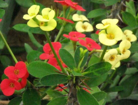 虎刺梅黃葉怎么辦，多半是施肥和修剪不當引起的